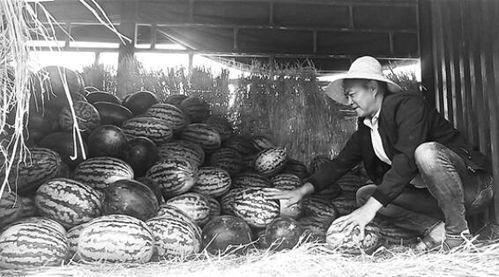 庄河吃瓜群众案件,揭秘网络谣言背后的真相  第2张